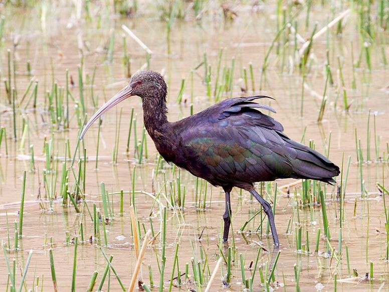 ibis de ridgway ©Bill Bouton