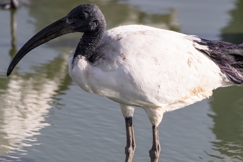 Ibis sacré