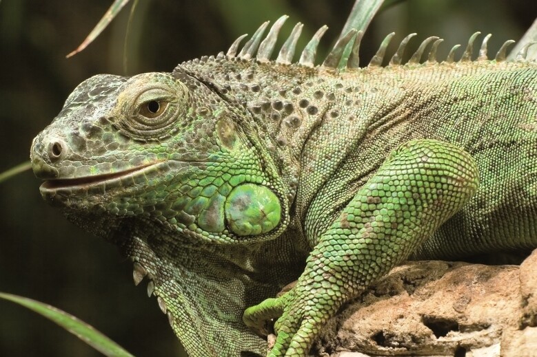 Iguane vert