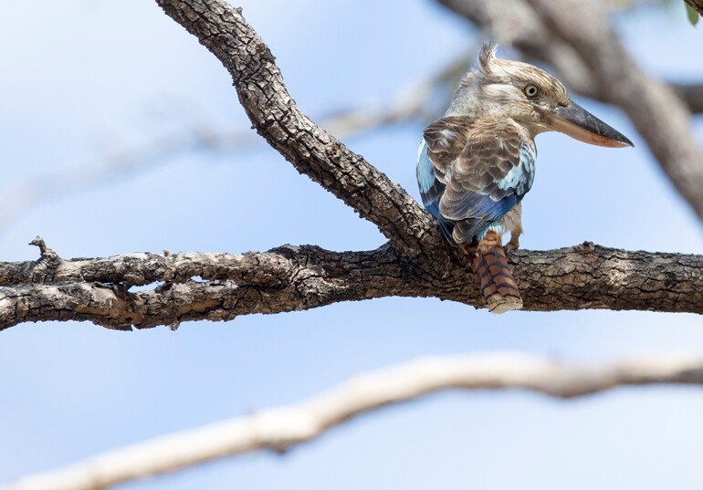 Kookaburra ©Jim Bendon