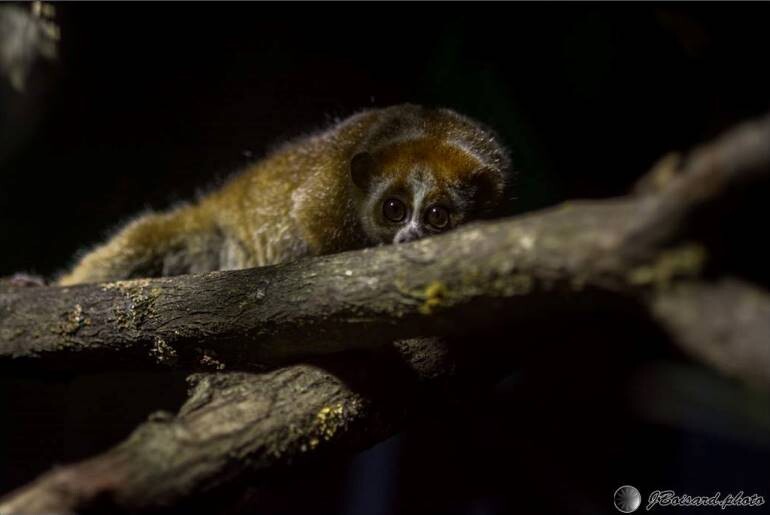 Loris lent pygmee