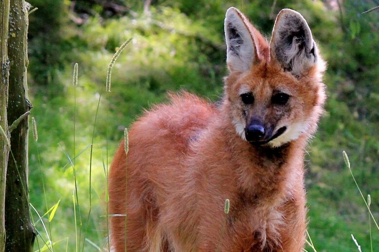 Loup à crinière