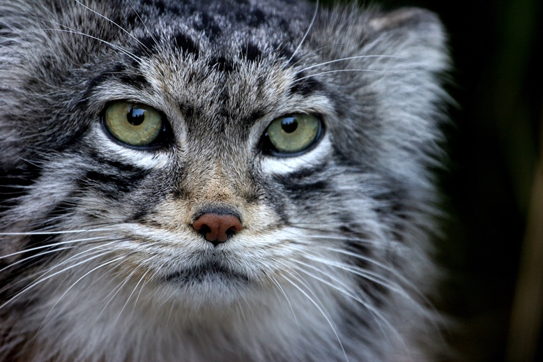 Le Chat De Pallas Les Animaux Du Zoo Zoo De Lille Www Lille Fr Zoo De Lille