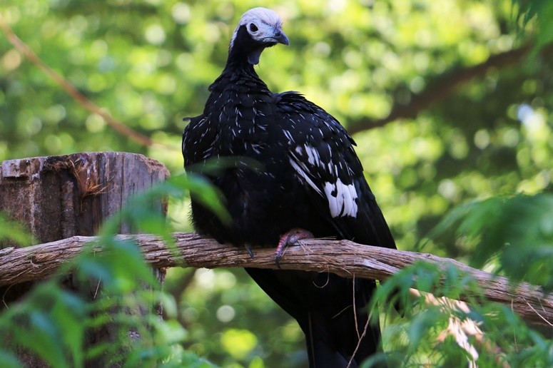 penelope gorge bleue © Zoo de Lille
