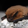 Pipistrelle commune