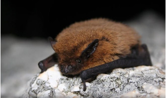 Pipistrelle commune
