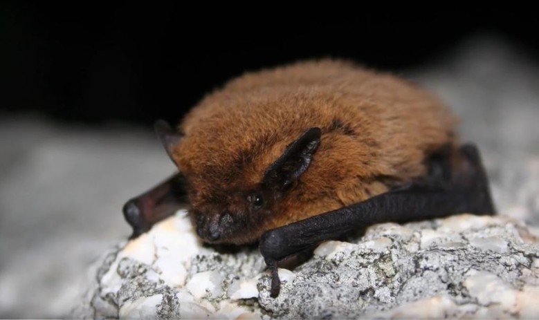 Pipistrelle commune