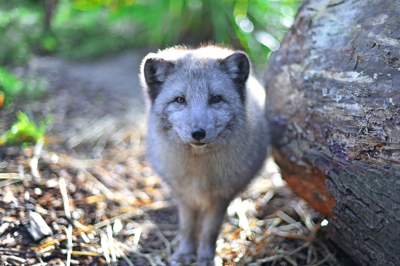 Le Renard Polaire Les Animaux Du Zoo Zoo De Lille Www Lille Fr Zoo De Lille Le Renard Polaire Les Animaux Du Zoo Zoo De Lille Www Lille Fr Zoo De Lille