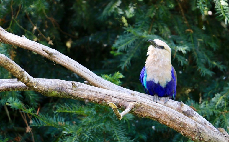 Rollier à ventre bleu © Zoo de Lille