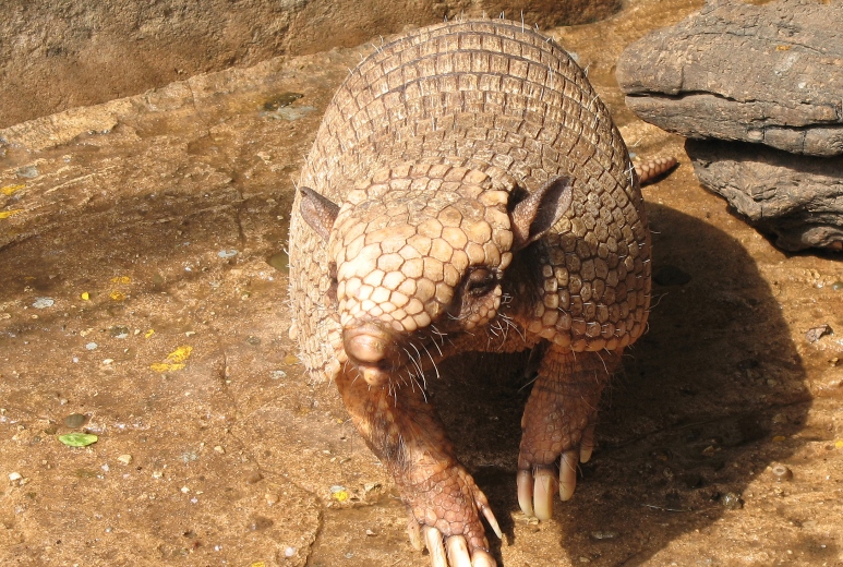 Le tatou à 6 bandes / Les animaux du zoo / Zoo de Lille - www.lille.fr