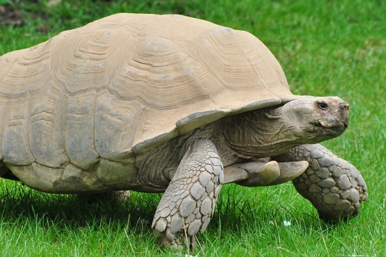 Tortue sulcata