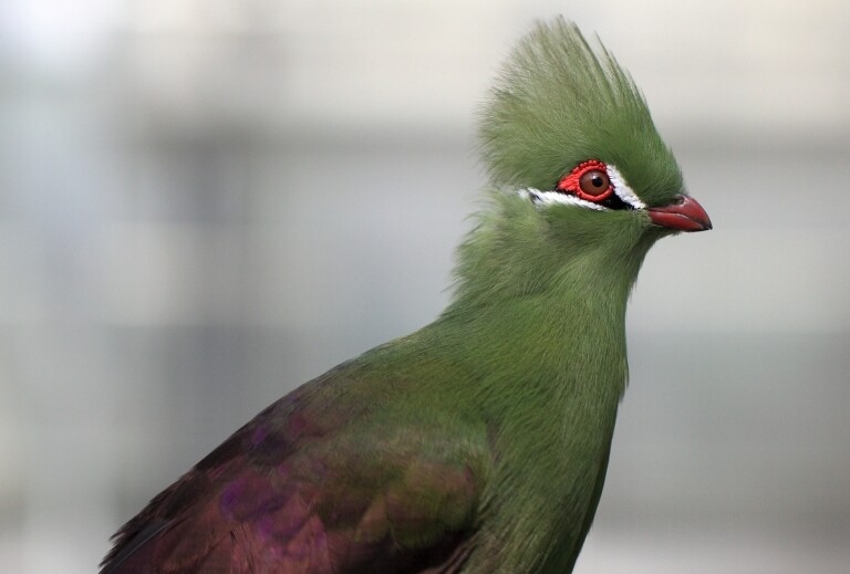 Touraco vert