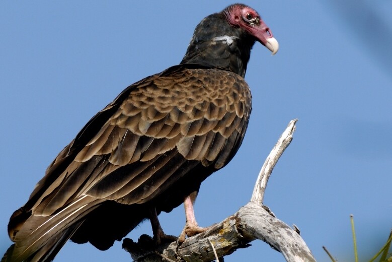 Vautour aura