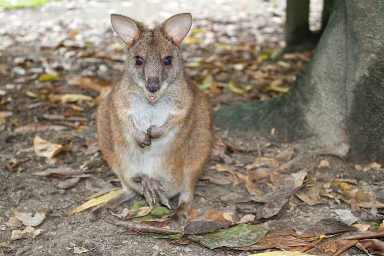 Wallaby Parma ©Brian Gratwicke