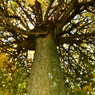 Soleil à travers les branche d'un arbre remarquable