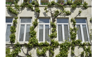 Façade végétalisée