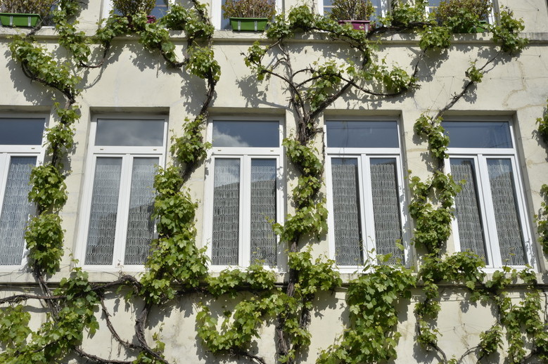 Façade végétalisée
