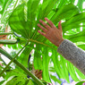 Une main caresse les feuilles d'une plante tropicale