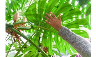 Une main caresse les feuilles d'une plante tropicale