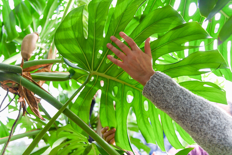 Une main caresse les feuilles d'une plante tropicale