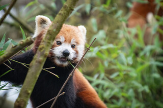 zoo panda roux