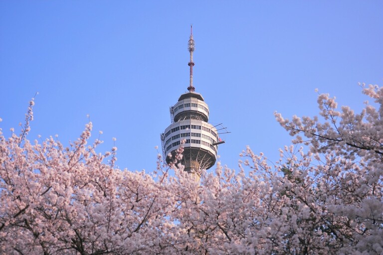 Daegu_Corée du Sud_Cerisier en fleur
